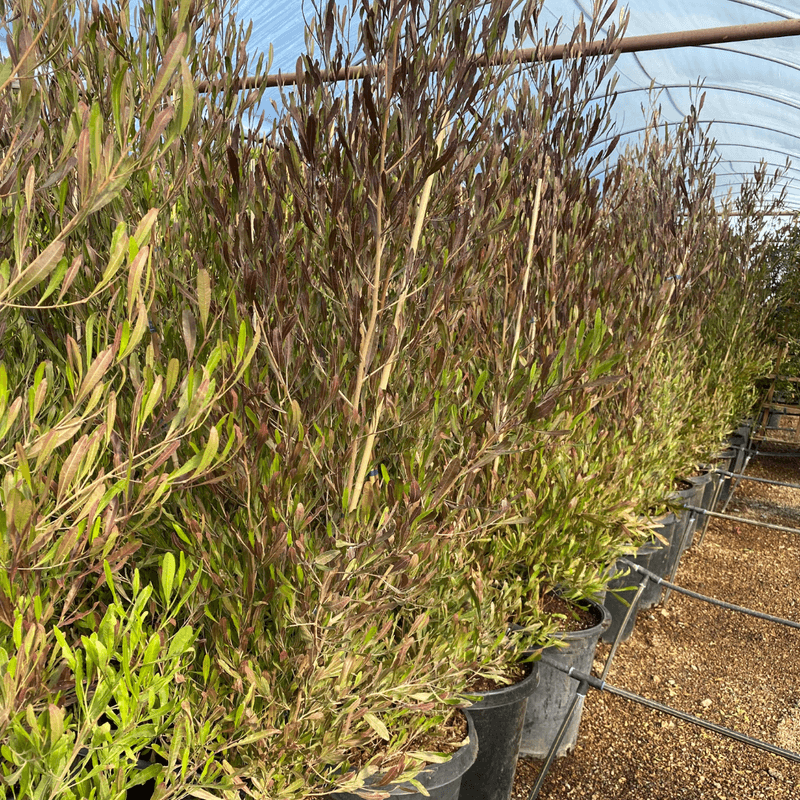 Hopseed Bush