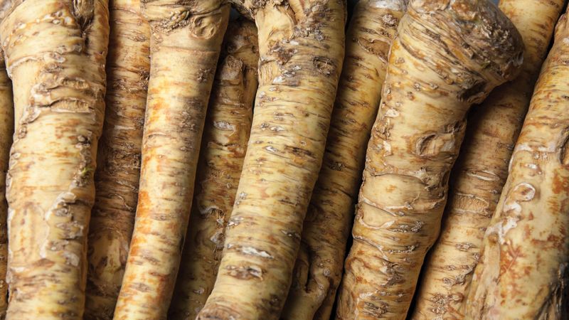 Horseradish Roots For A Spicy Spring Harvest Horseradish Roots For A Spicy Spring Harvest