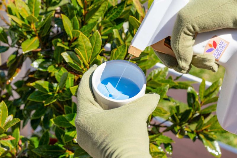 Horticultural Oil Can Help Control Whiteflies And Some Scale