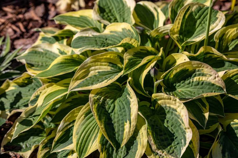 Hostas And Daylilies Once They Collapse Hostas And Daylilies Once They Collapse