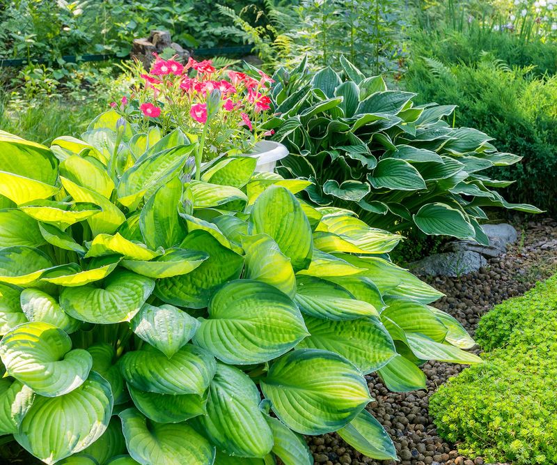 Hostas And Daylilies Once They Collapse Hostas And Daylilies Once They Collapse