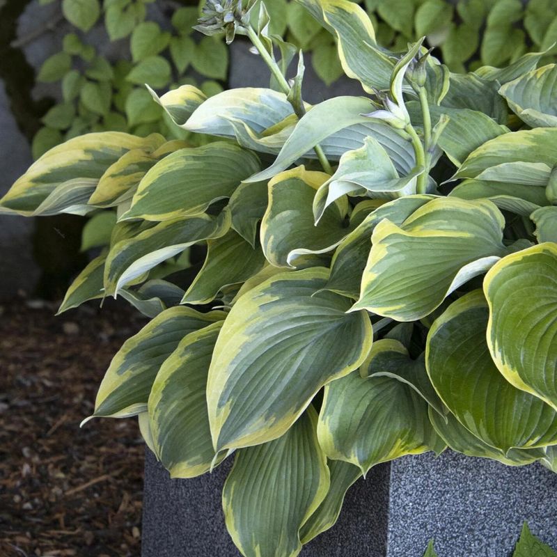 Hostas, The Shade Garden Heroes