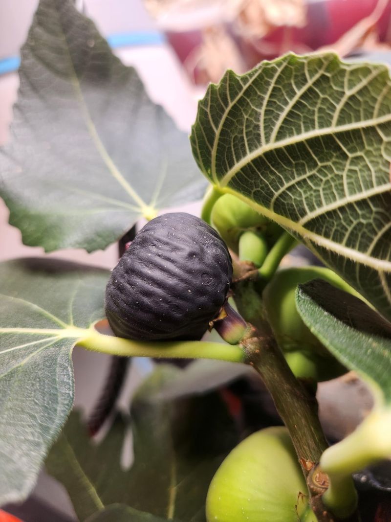 Hot Dry Weather Can Slow Proper Fruit Development