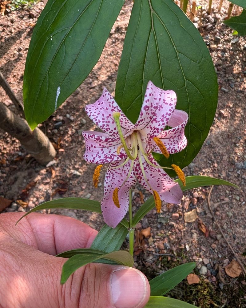 Hot Weather And Dry Soil Can Stress These Woodland Perennials Hot Weather And Dry Soil Can Stress These Woodland Perennials