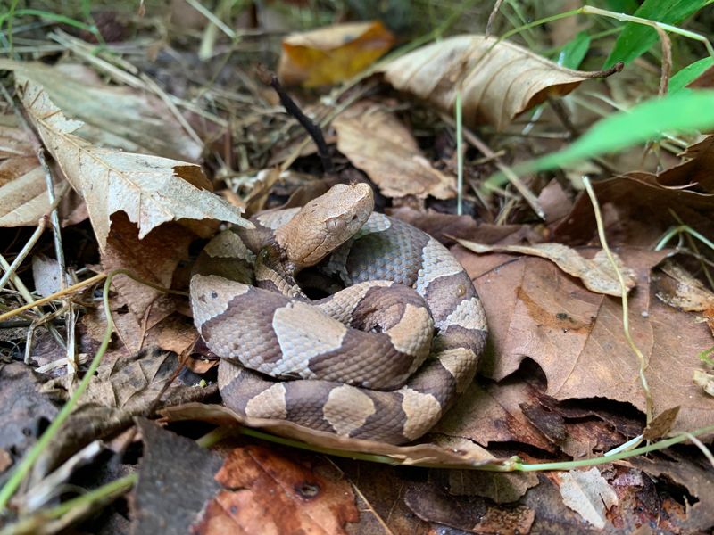 Hourglass Bands That Set This Snake Apart Hourglass Bands That Set This Snake Apart