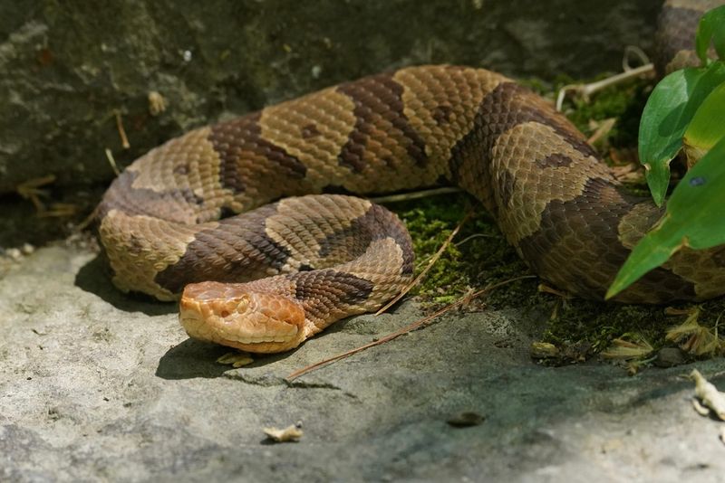 Hourglass-Shaped Crossbands Are The Copperhead's Clearest Marking Hourglass-Shaped Crossbands Are The Copperhead's Clearest Marking