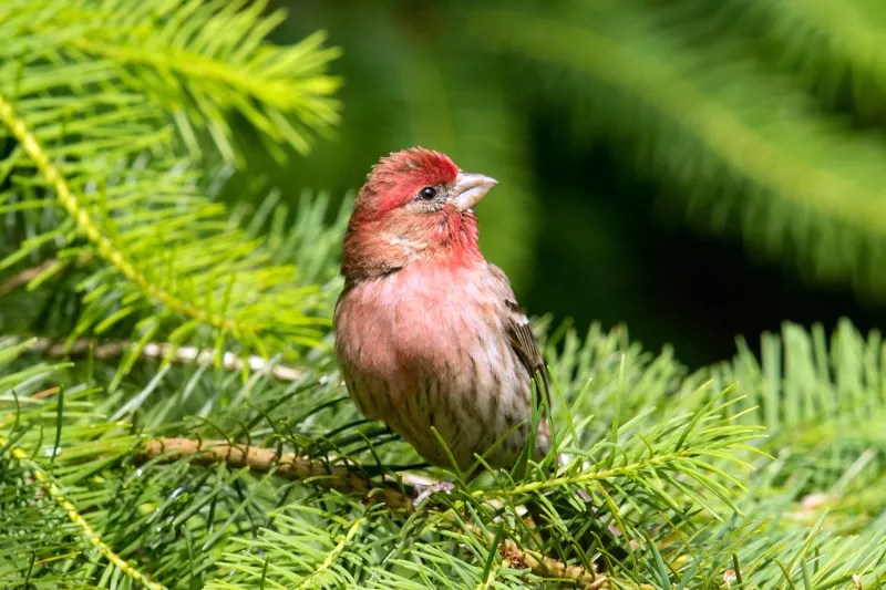 House Finches Slip Into Shrubs And Vine Tangles