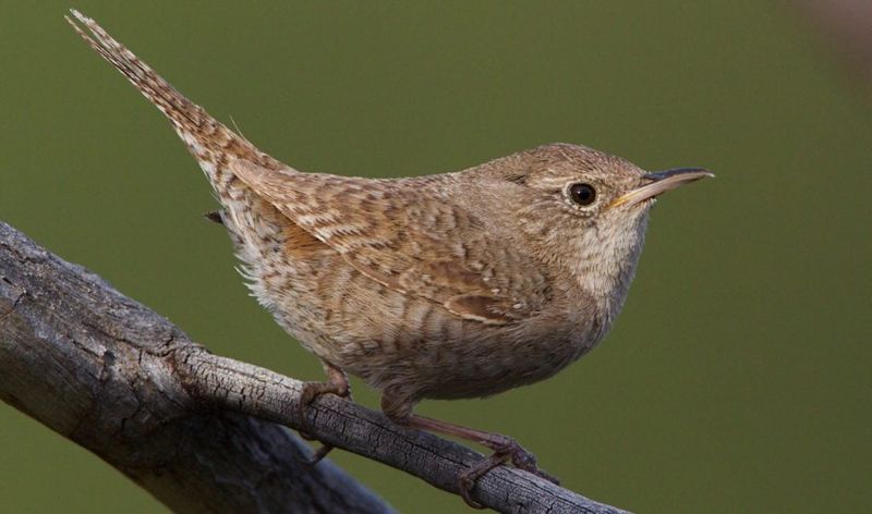 House Wren House Wren