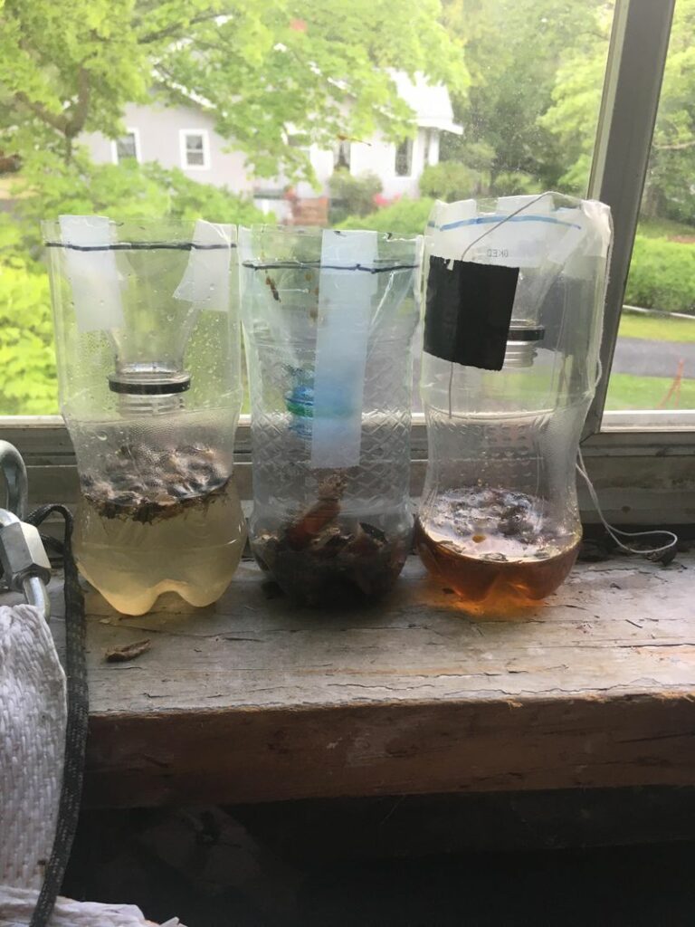 How To Make A Simple DIY Stink Bug Trap In Georgia This October