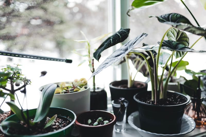 Houseplants Get Less Light