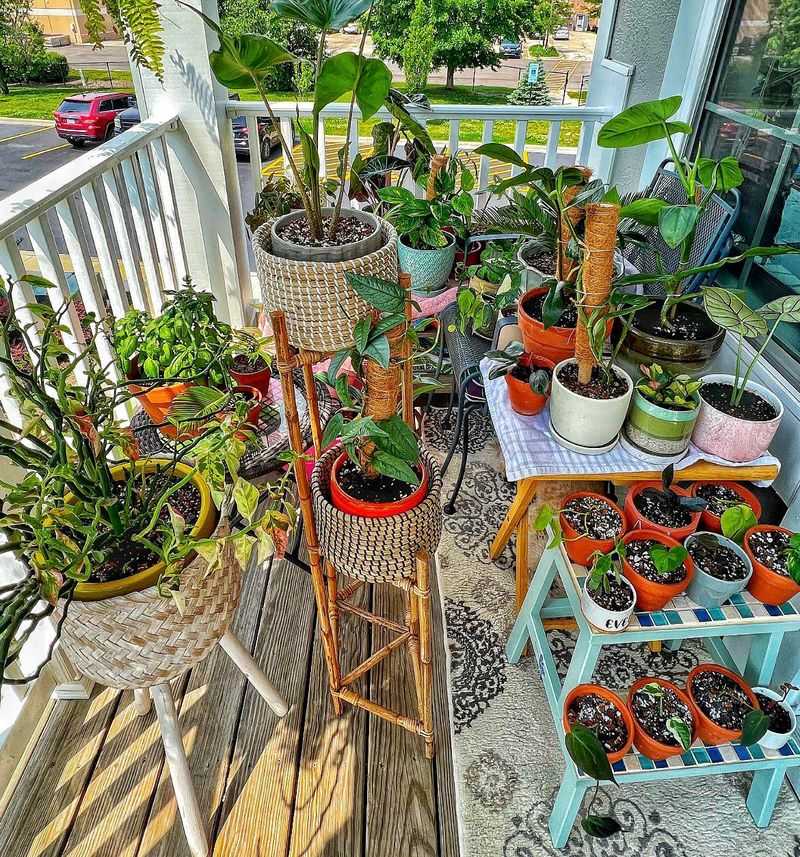 Houseplants Summering Outside Come In First