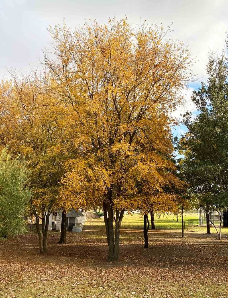 How Cedar Elm Laughs Off Texas Drought How Cedar Elm Laughs Off Texas Drought