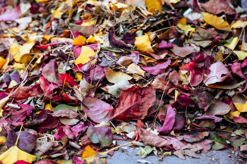 How Common Fall Cleanup Habits Affect Larvae How Common Fall Cleanup Habits Affect Larvae