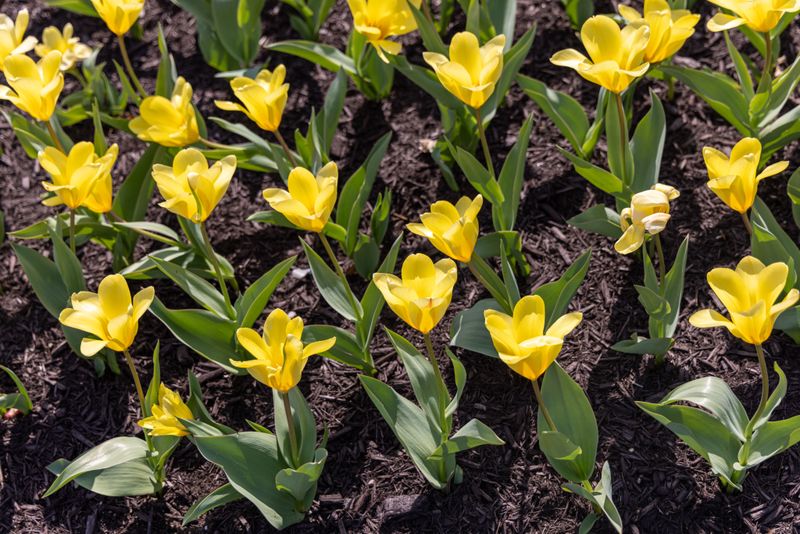 How Deep To Plant Tulips