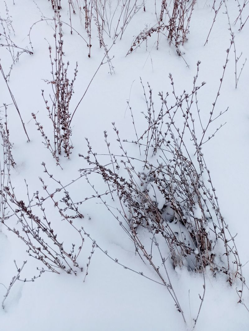 How Floppy Stems Add Winter Stress