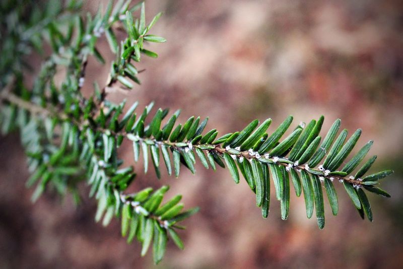 How Homeowners Can Protect Their Trees