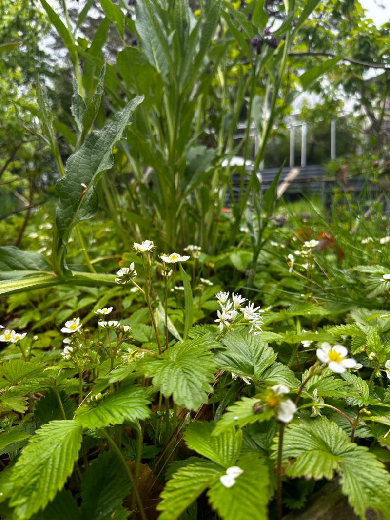 How It Crowds Out Weeds