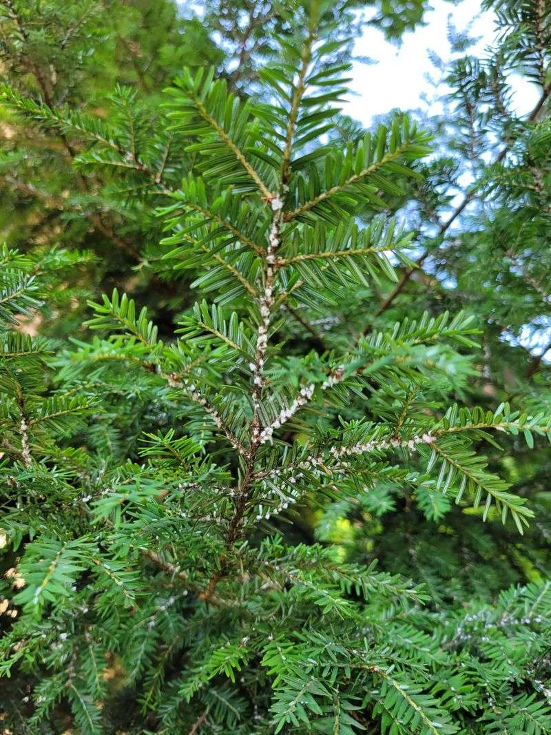 How It Damages Hemlocks