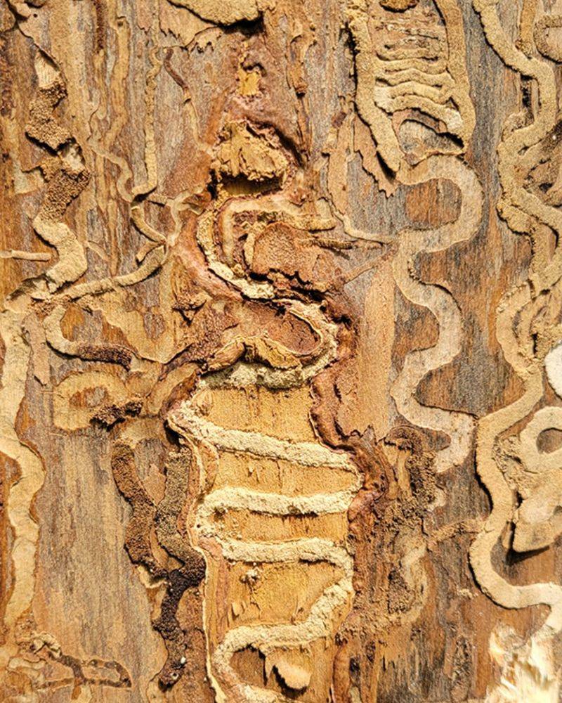 How It Destroys Ash Trees
