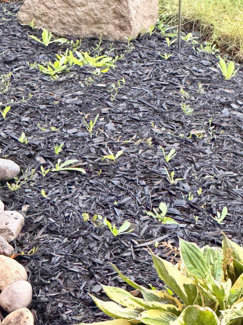 How Mulch Can Shelter Voles How Mulch Can Shelter Voles