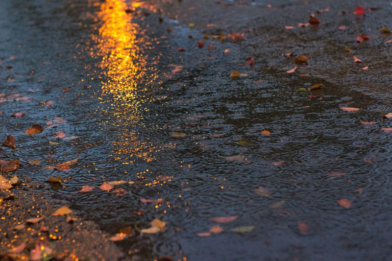 How October Rain And Cool Nights Fuel Fungal Growth How October Rain And Cool Nights Fuel Fungal Growth
