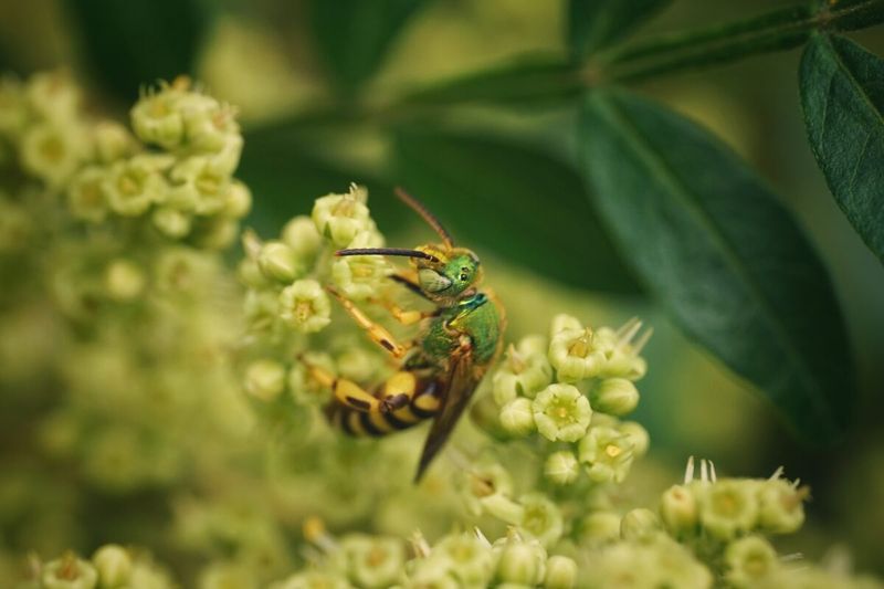 How Pollinators Fall For Sumac Flowers