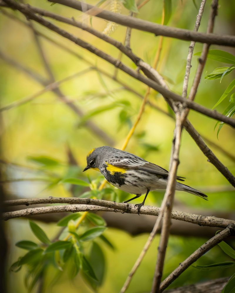 How Tidy Yards Can Limit Winter Food For Warblers How Tidy Yards Can Limit Winter Food For Warblers