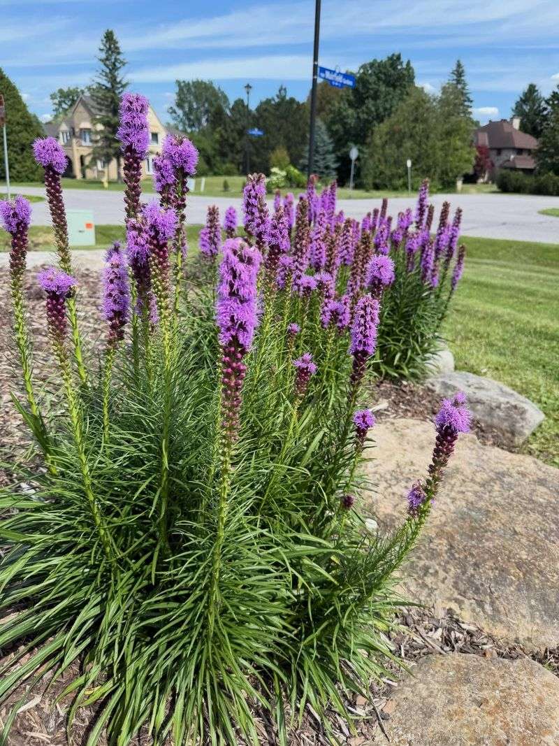 How To Add It To Your Yard How To Add It To Your Yard