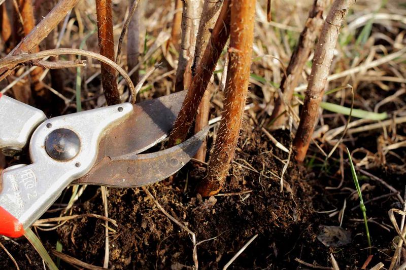 How To Cut And Thin The Canes How To Cut And Thin The Canes