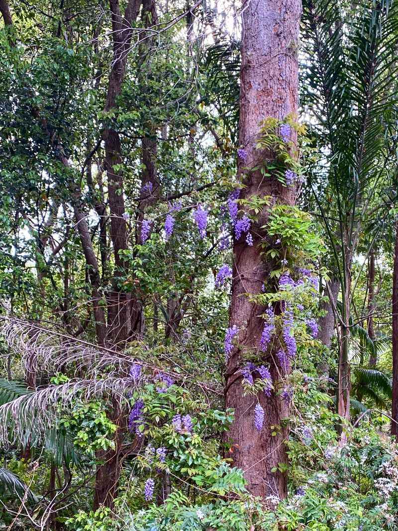 How To Get Rid Of Chinese Wisteria For Good