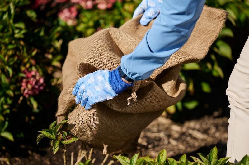 How To Insulate Your Hydrangea