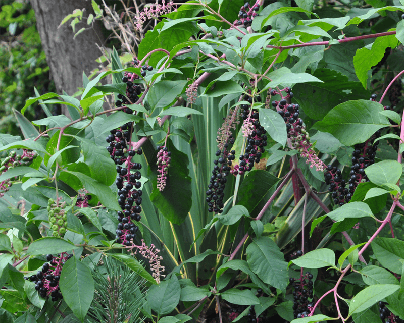 How To Manage It In Your Yard How To Manage It In Your Yard