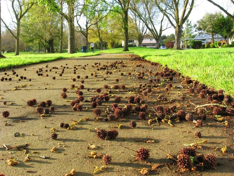 How To Manage Them In Your Yard How To Manage Them In Your Yard