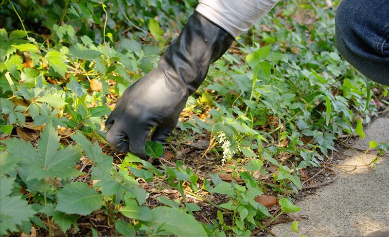 How To Safely Remove Poison Ivy From Your Yard How To Safely Remove Poison Ivy From Your Yard
