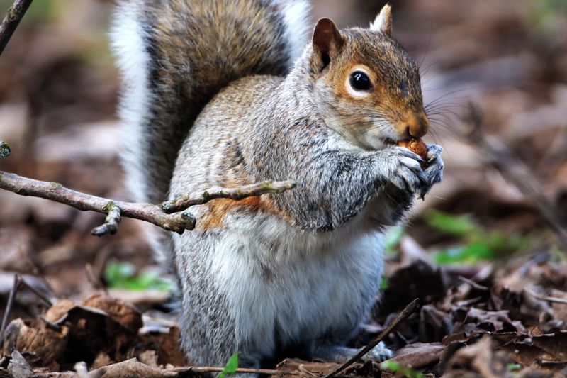 How To Spot A Squirrel Hole