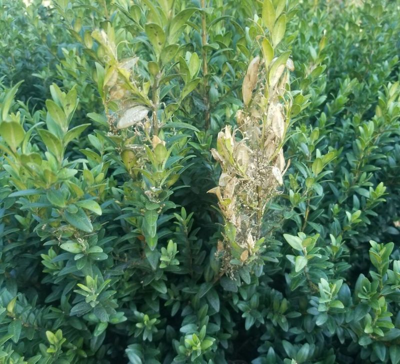 How To Spot Trouble On Your Shrubs