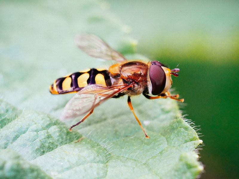 How To Tell A Hover Fly From A Bee