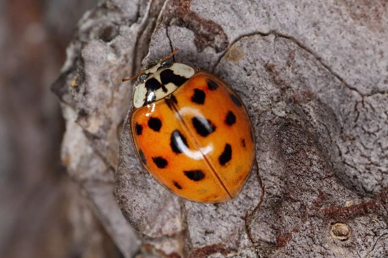 How To Tell A Texas Ladybug From Its Asian Cousin How To Tell A Texas Ladybug From Its Asian Cousin