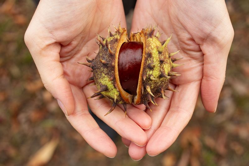 How To Tell Them Apart From Edible Chestnuts How To Tell Them Apart From Edible Chestnuts