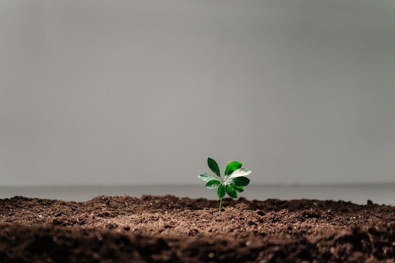 How Warm Soil And Cool Air Help Roots How Warm Soil And Cool Air Help Roots