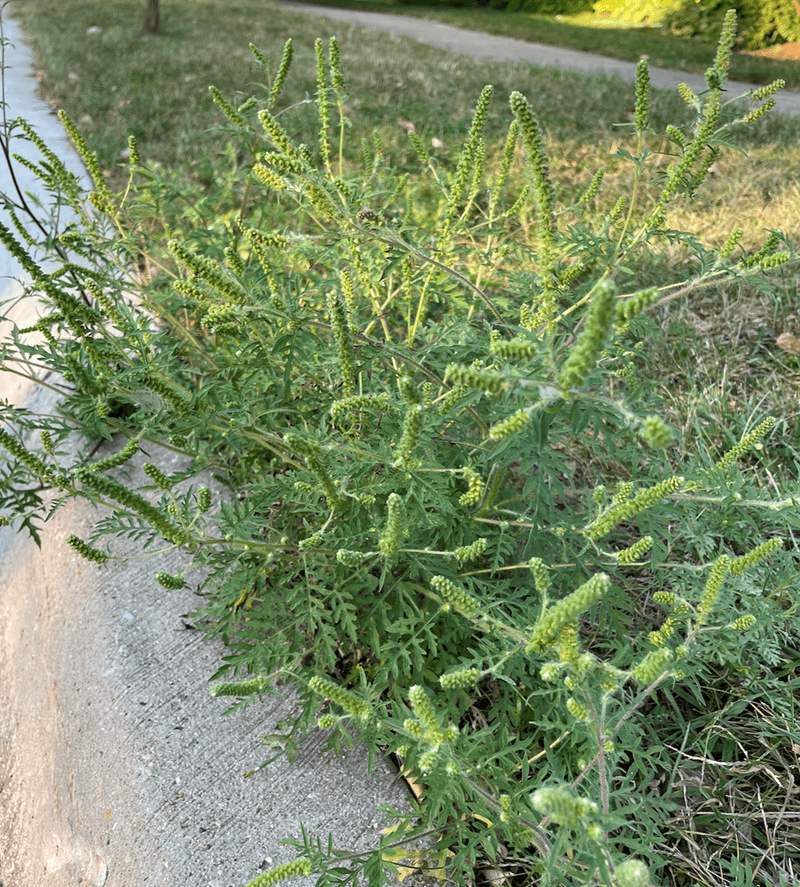 How Wind Carries Pollen Across Florida
