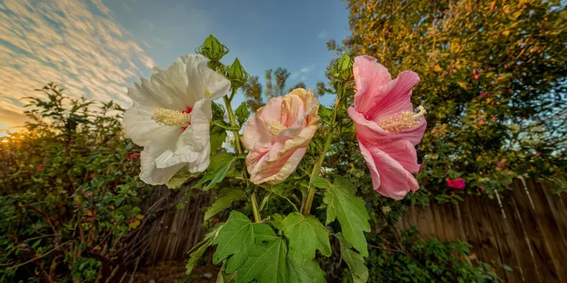 How does one flower change color during the day? How does one flower change color during the day?