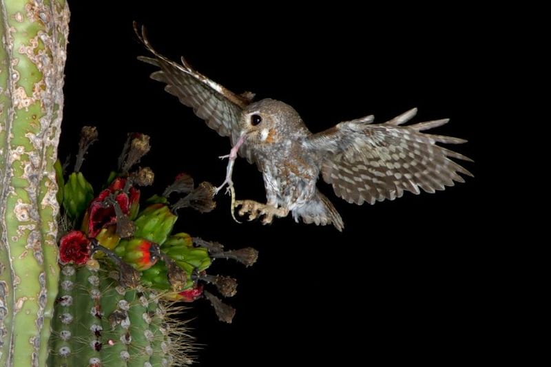 How the Elf Owl handles a scorpion