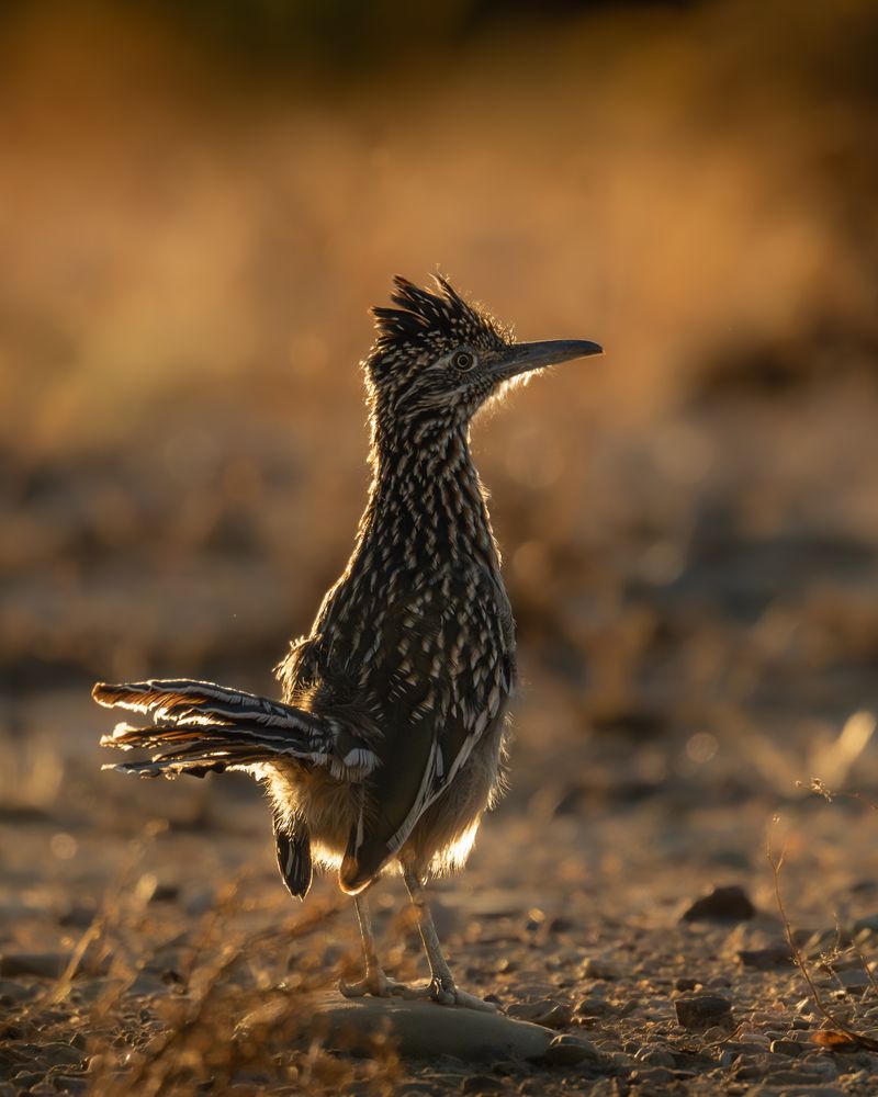 How the bird exposes its dark back to sunlight How the bird exposes its dark back to sunlight