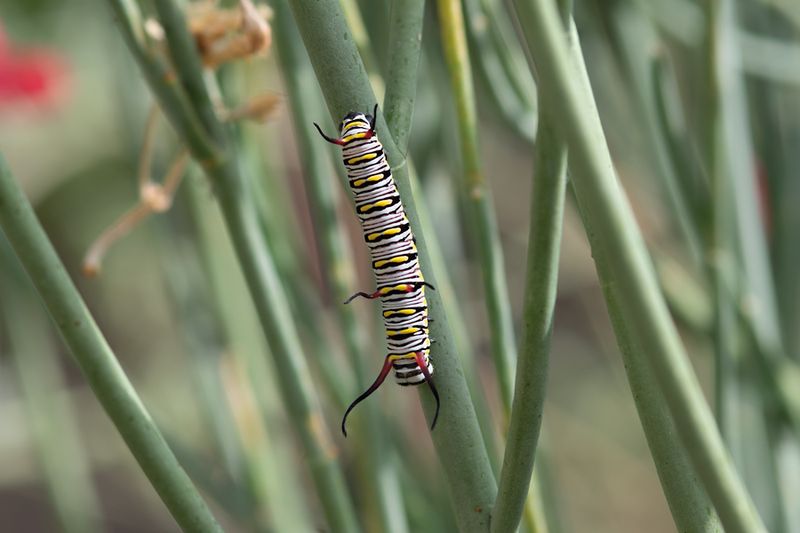 How the vine helps Queen caterpillars