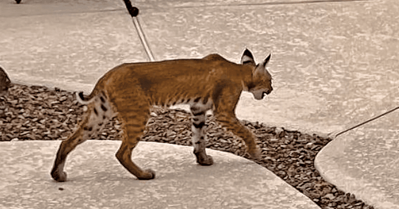 How to respond when a bobcat is nearby How to respond when a bobcat is nearby