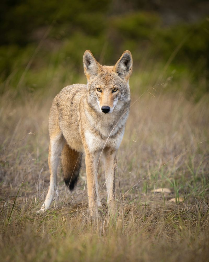 Howls And Yips Help Family Members Stay In Touch