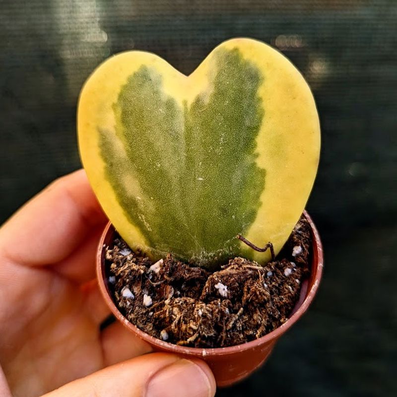Hoya Kerrii, Heart-Shaped Charmer