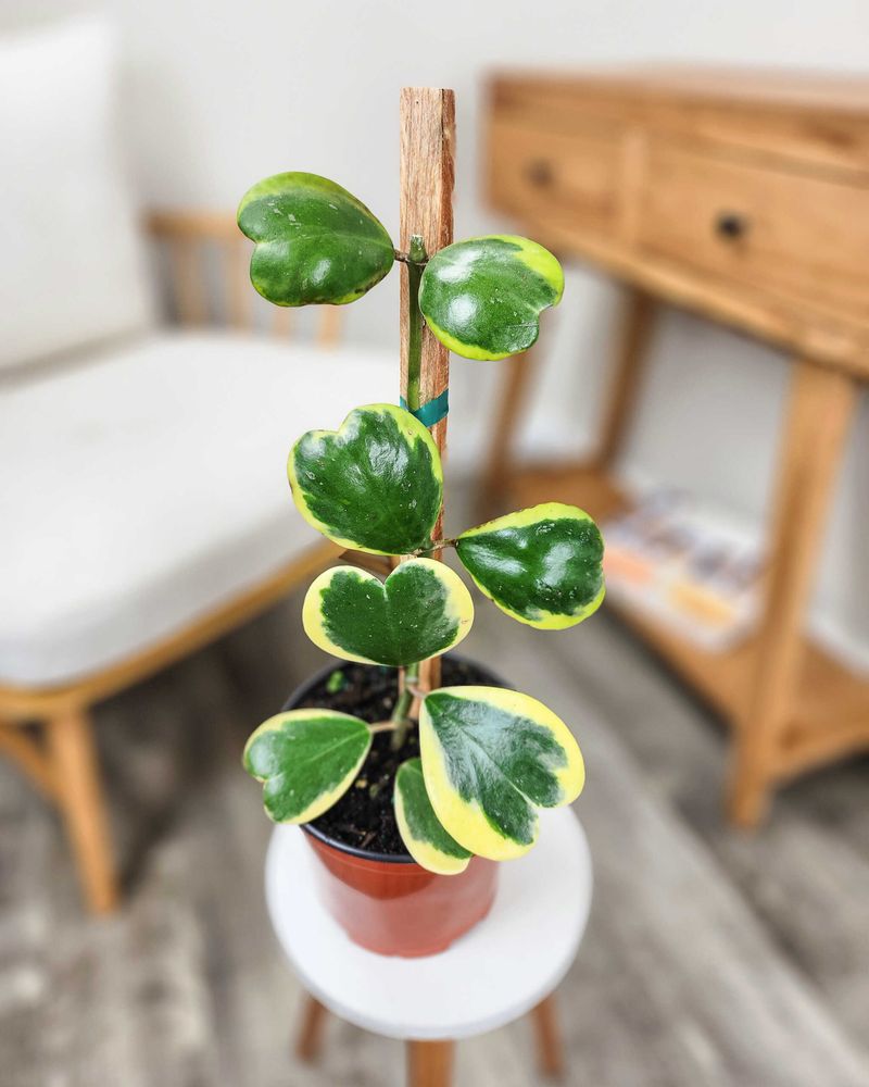 Hoya Kerrii Variegata