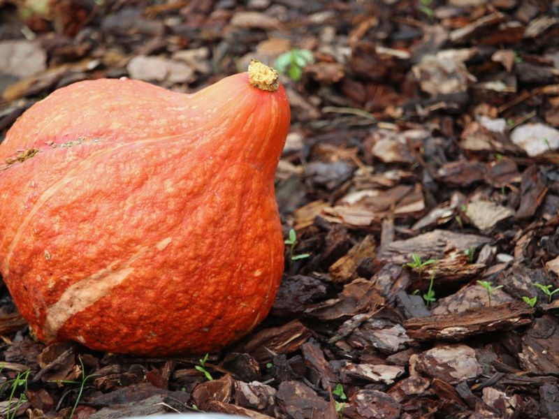 Hubbard Squash With Rinds That Resist Your Thumbnail